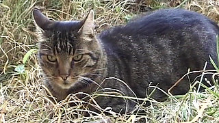 Sexy French assfucked in a hot farm threesome