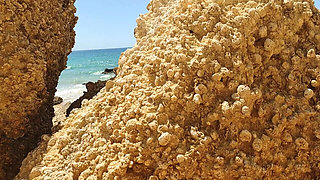 Real Amateur Couple Fucking in Beach - Doggy Style & Blowjob