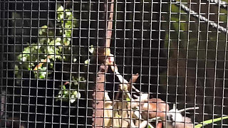 A Real Australian Experience With Aussie Hottie Jade Harper