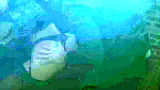 Gambling Kiarra's big ass scene