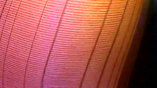 Calipornication! Horny Pussies Are Into Rich Cocks! Seduction and Sex! Horny Sluts Get Fucked.