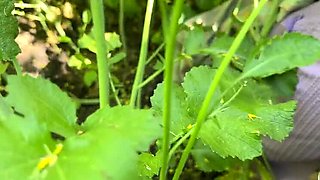 Desi Girlfriend Ritu Outdoor Blowjob & Cowgirl Sex - Full HD Village Fuck