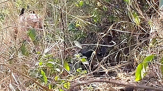 I Fucked My Old Girlfriend in the Forest